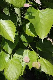 Image result for Tiliacora funifera