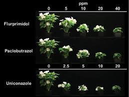 Propagate hibiscus cuttings in water very easily.:)(how to grow hibiscus from cuttings(in potting mix). Diseases In Propagation Greenhouse Management