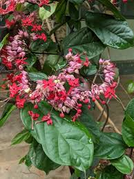 Image result for Clerodendrum splendens