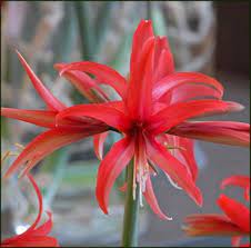 Pin On Amaryllis Flower Bulbs