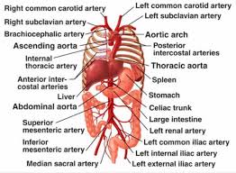 Pin By Carolyn Burlison On Anatomia Medica Abdominal Aorta Arteries And Veins Human Anatomy Chart