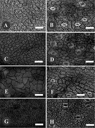 Image result for isolona