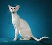 Cat breeds with slender physical traits - Animal Wised