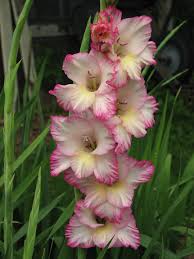 Image result for Gladiolus magnificus