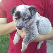 Queensland heeler puppies for sale. 10 Week Old Blue Queensland Heeler Puppies For Sale In American Canyon California Classified Americanlisted Com