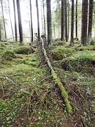 Alhamdulillah, pihak kami jpkk kg. Jika Sebatang Pohon Tumbang Di Sebuah Hutan Wikipedia Bahasa Indonesia Ensiklopedia Bebas