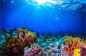 Coral belongs to the class anthozoa in the animal phylum cnidaria, which includes sea anemones and jellyfish.unlike sea anemones, corals secrete hard carbonate. Underwater Loudspeakers Are Making Fish Flock Back To Coral Reefs