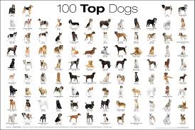A Chart Of The Top 100 Dog Breeds Album On Imgur
