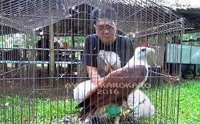 Hal ini dikarenakan burung elang sudah biasa terbang bebas di alam bebas. Kandang Burung Elang Tentang Kolam Kandang Ternak