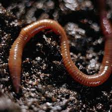 Check spelling or type a new query. Do I Need Worms In My Container Garden