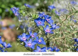 Image result for Lysimachia monelli