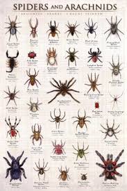 125 Best Spiders Images Spider Bugs Insects Beautiful Bugs