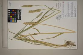 Image result for Tragus pedunculatus