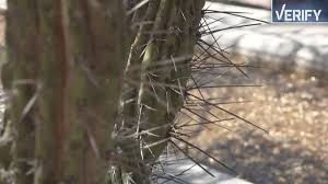 Finally he asked a most disturbing question, is your family in the house? the guy answered yes, the cactus expert said get them out of the house now, get on to the front. 2 Arizona Towns Are Short On Water Could Phoenix Join Them 12news Com