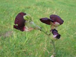 Image result for Macroptilium atropurpureum