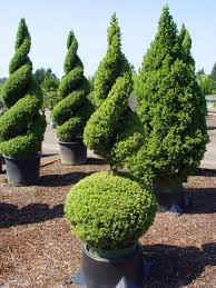 If you're familiar with permaculture, the herb spiral is a part of it. Pin Na Doske Shape It Topiary