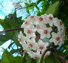 Pianta grassa con fiori gialli a grappolo. Hoya Apocynaceae Cltivazione E Cura Della Pianta Di Hoya