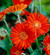 Image result for Gerbera