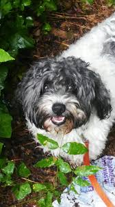 Black And White Havanese Puppy Names A Shaggy Havanese Walking Happily In The Woods In The Rain Havanese Havanese Puppies Havanese Dogs