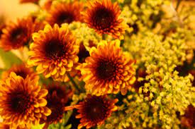 Fall Colored Flowers Posted By Theeverydaykitchen On November 6 2011 Leave A Comment Fall Flowers Hd Flower Wallpaper Trees To Plant