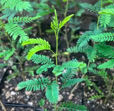 Image result for Faidherbia albida