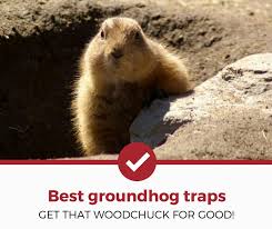 Check spelling or type a new query. Top 4 Best Groundhog Traps 2021 Review Pest Strategies
