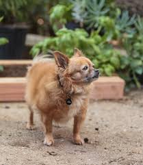 The white puppies are rare; Pomchi A Guide To The Pomeranian Chihuahua Mix