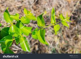 Image result for Salvadoraceae