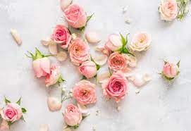Pink flowers light pink light effect flowers light pink flower romantic pink flowers pink flowers leaves pink flowers background light colored flowers gold pink flowers. 26 Types Of Pink Flowers Tips Pictures Proflowers Blog