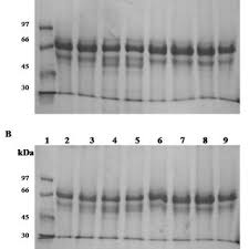 Protein profile of (A) L. amazonensis (PH8) and (B) L. braziliensis...