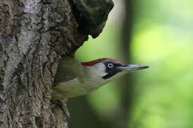 Da war es im grünspecht noch schön. Grunspecht Lbv Gemeinsam Bayerns Natur Schutzen