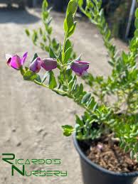 Image result for Polygala schinziana