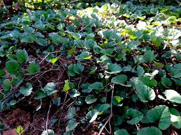 Image result for Merremia