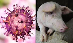 African swine fever can kill a pig within seven to 10 days. What Is African Swine Fever Could It Infect Humans Express Co Uk