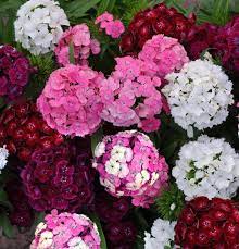 Check spelling or type a new query. Colourful Winter Plants Sa Garden And Home
