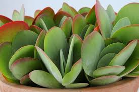 Summer Collection Kalanchoe Thyrsiflora Eden Collection Smit Kwekerijen