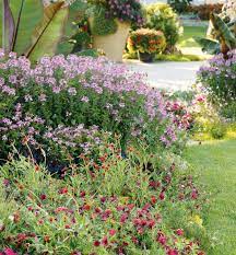 Maybe you would like to learn more about one of these? 10 Annual Plants For Hot Dry Climates Proven Winners