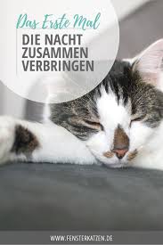 Tatsächlich steckt hinter dem unsauberen verhalten der katze meist mehr als eine unschöne angewohnheit. Die Nacht Mit Katzen Verbringen Das Erste Mal Katzen Katzenhaltung Hund Und Katze