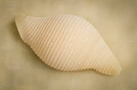 Also ideal for cream and tomato sauces. How To Cook Pasta Shells Livestrong Com Stuffed Pasta Shells Shell Pasta Recipes Fresh Pasta