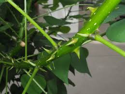 Image result for Erythrina afra