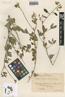 Image result for Crotalaria podocarpa