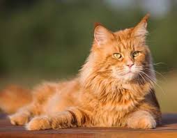 If a cat did not put a firm paw down now and then, how could his human remain. How To Distinguish Norwegian Forest Cat From Maine Coon