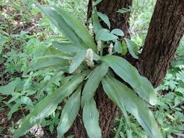 Image result for Chlorophytum macrophyllum