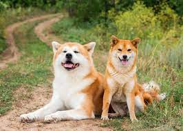 The coat is naturally waterproof, so bathe your akita only when necessary as bathing will remove the coats. 6 Authentic Japanese Dog Breeds Cuteness From Shiba Inu To Akita Inu Live Japan Travel Guide