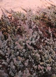 Image result for Suaeda vermiculata