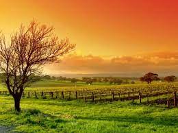 Download the photos and let me know your thoughts. The Vineyard Wallpaper Other Nature Wallpapers In Jpg Format For Free Download