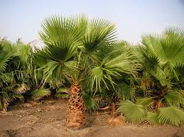 Image result for Washingtonia