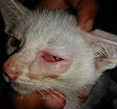 @matlaga ubat sakit mata kucing, petua org dulu #cat #fyp #foryoupage #tiktokmalaysia Penyebab Dan Cara Mengobati Sakit Mata Pada Kucing Lengkap Hobinatang