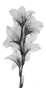 X Ray Of A Gladiola Flower Dessin Fleur Tatouages Subtils Aquarelle Fleurs