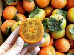 For starters, a simple routine of caring for this tree in its youth will lead you to a lifetime of having this visually striking beauty in your yard. New Zealand Fuyu Persimmon Filling Gap Before California Season Starts
